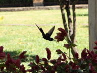 Hummingbird (Brazil)